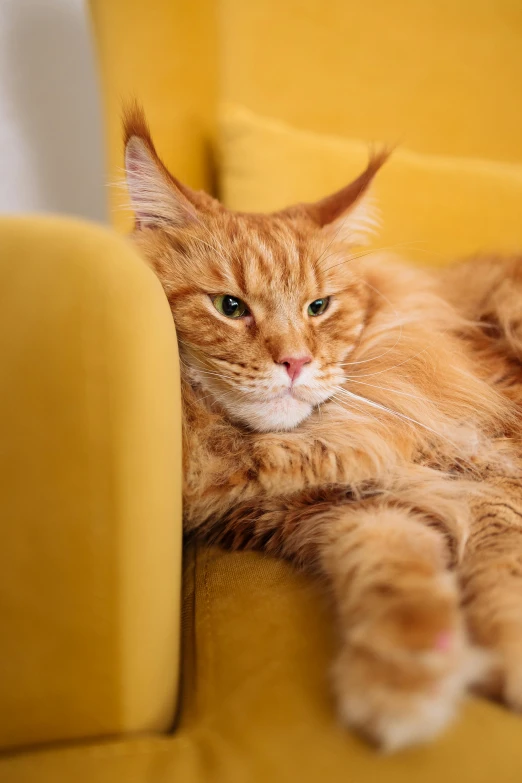 an orange cat laying on top of a yellow chair, trending on pexels, anthropomorphic large maine coon, velvet couch, scowling, video