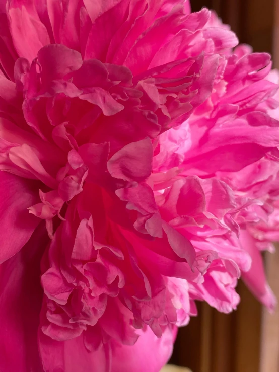 a close up of a pink flower in a vase, full product shot, ((pink)), frill, vibrant pink