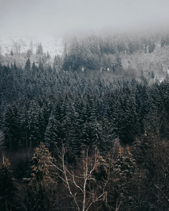 a forest filled with lots of trees covered in snow, inspired by Elsa Bleda, unsplash contest winner, overcast gray skies, the middle of a valley, black forest, today\'s featured photograph 4k