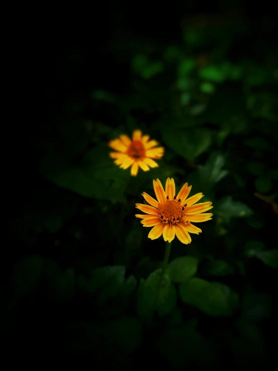 a couple of yellow flowers sitting on top of a lush green field, by Jan Tengnagel, standing with a black background, orange color tone, taken on iphone 14 pro, cinematic. by leng jun