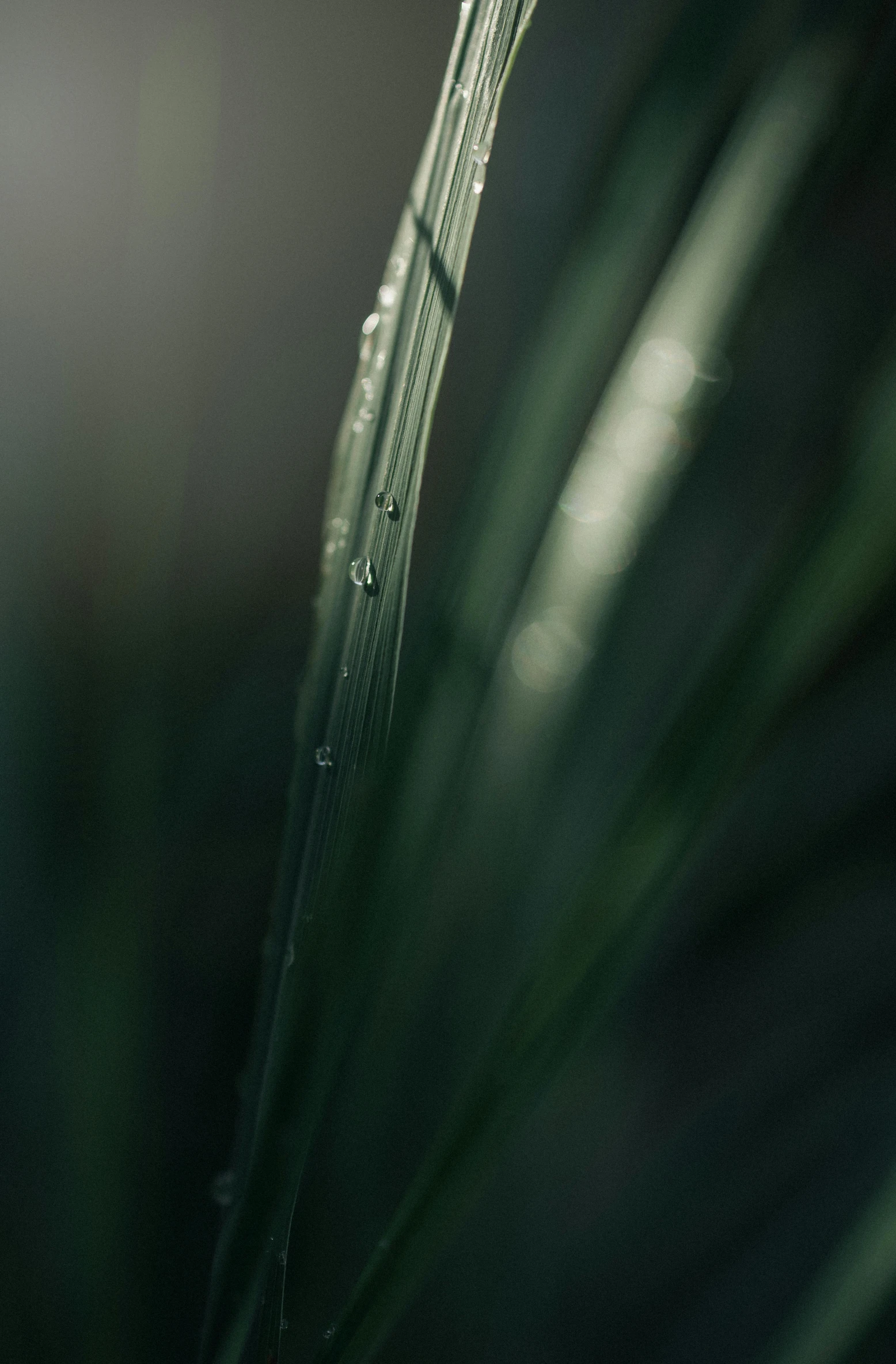 a close up of a plant with water droplets on it, inspired by Elsa Bleda, hurufiyya, palm lines, paul barson, cinematic shot ar 9:16 -n 6 -g, muted green