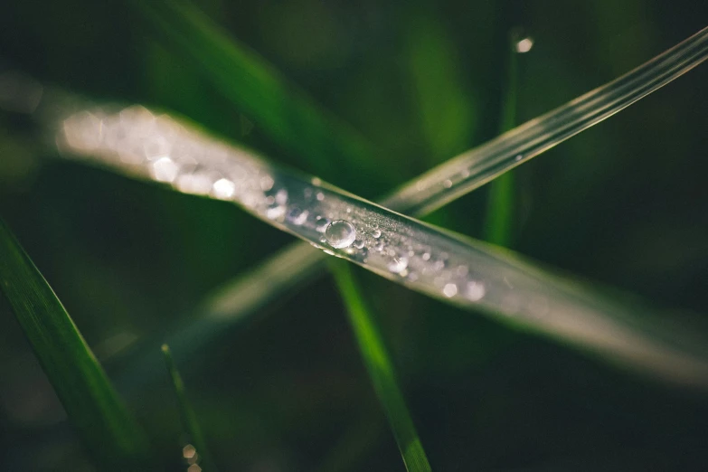 a drop of water sitting on top of a blade of grass, trending on pexels, instagram post, reeds, rain lit, sustainable materials