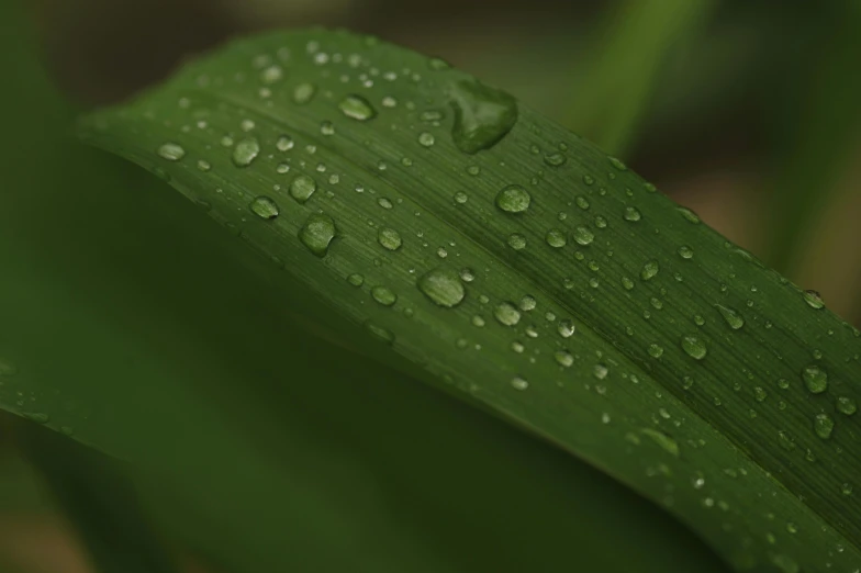 a close up of a leaf with water droplets on it, trending on unsplash, fine details 8k octane rendering, bamboo, grass - like, medium shot angle