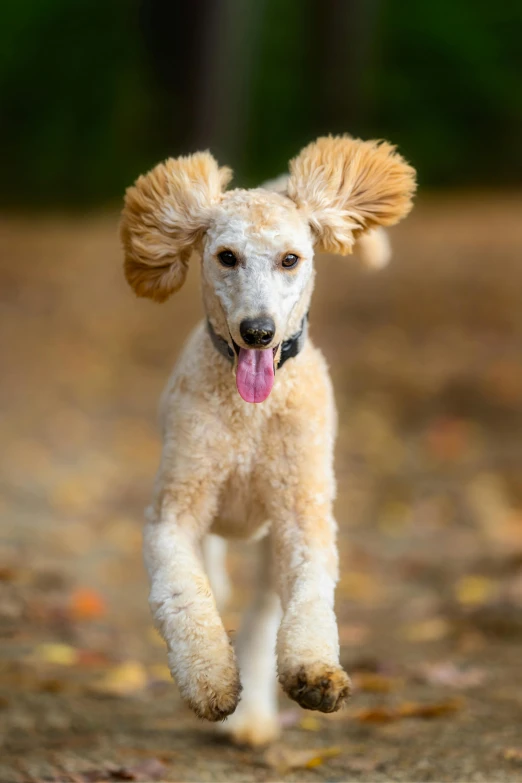 a dog that is running in the dirt, a portrait, by Sven Erixson, shutterstock contest winner, baroque, flipped out hair, curly afro, long neck, cute ears