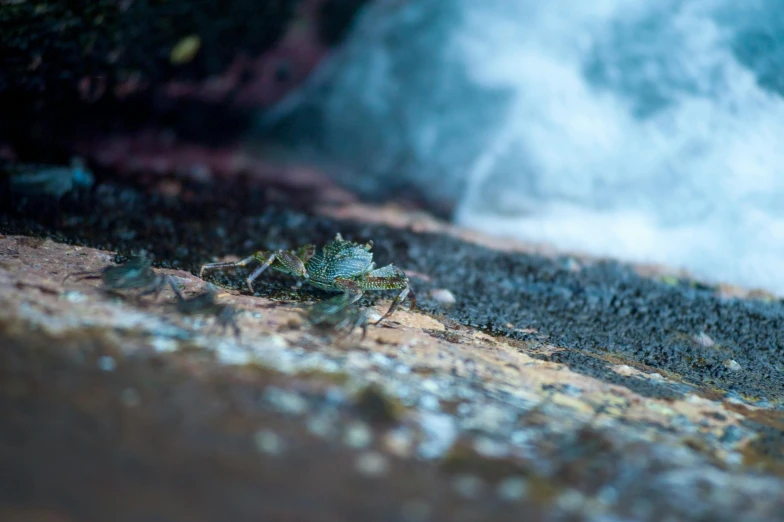 a crab sitting on top of a sandy beach next to the ocean, a macro photograph, by Elsa Bleda, hurufiyya, blue and green water, avatar image, near a jetty, wet rocks