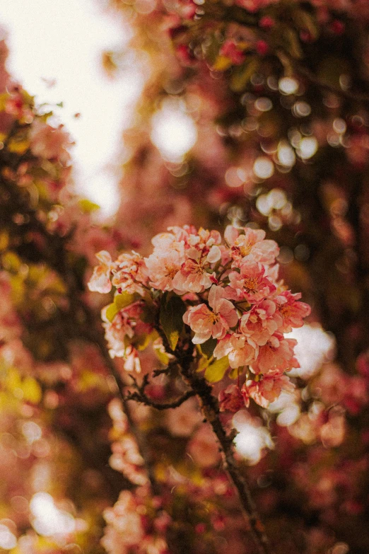 a bunch of pink flowers sitting on top of a tree, inspired by Elsa Bleda, unsplash, warm light, 🌸 🌼 💮, cherry, lush surroundings