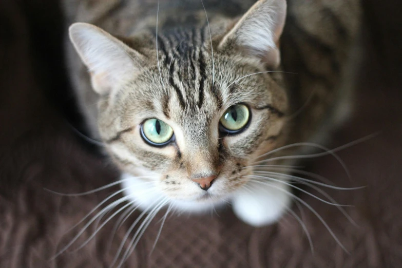 a cat that is looking up at the camera, unsplash, photorealism, cute round green slanted eyes, short light grey whiskers, short brown hair and large eyes, whiskers hq