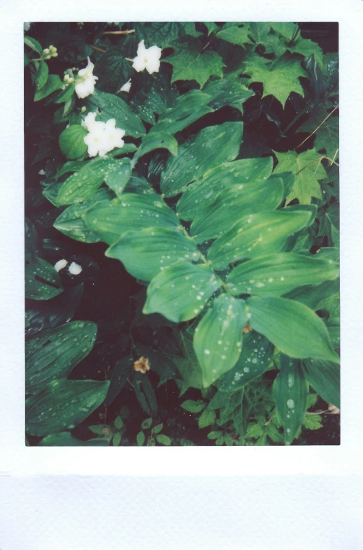 a picture of a plant with white flowers, a polaroid photo, inspired by Elsa Bleda, green rain, ( ( ( ( kauai ) ) ) ), made of leaves, petra collins