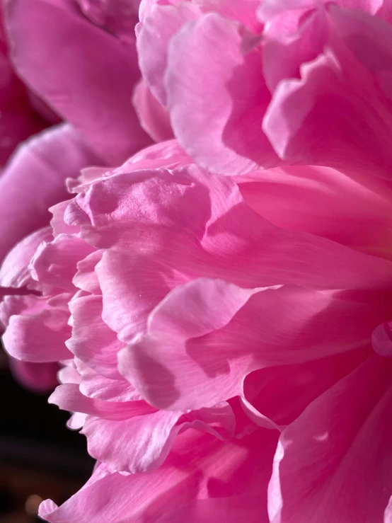 a close up of a pink flower in a vase