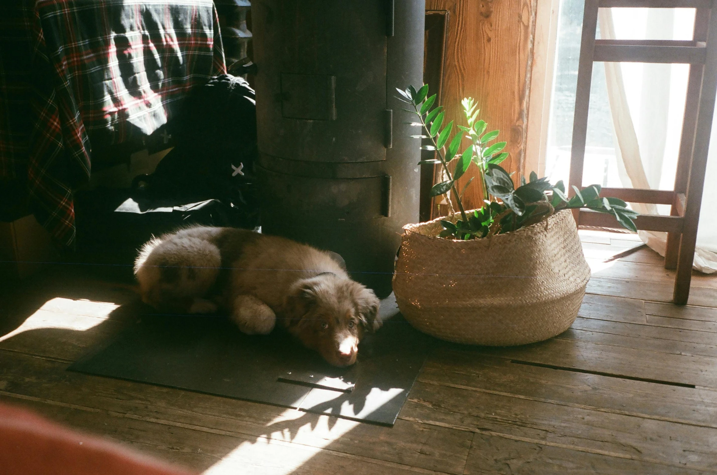 a dog laying on a wooden floor next to a potted plant, by Jessie Algie, unsplash, light and space, in an old west cabin, sun flares, cottagecore hippie, potted plant