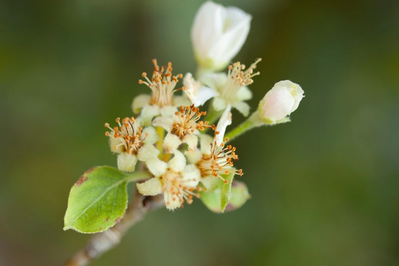 a close up of a flower on a tree branch, a macro photograph, by David Simpson, unsplash, hurufiyya, apple trees, nothofagus, well - rendered, smooth tiny details