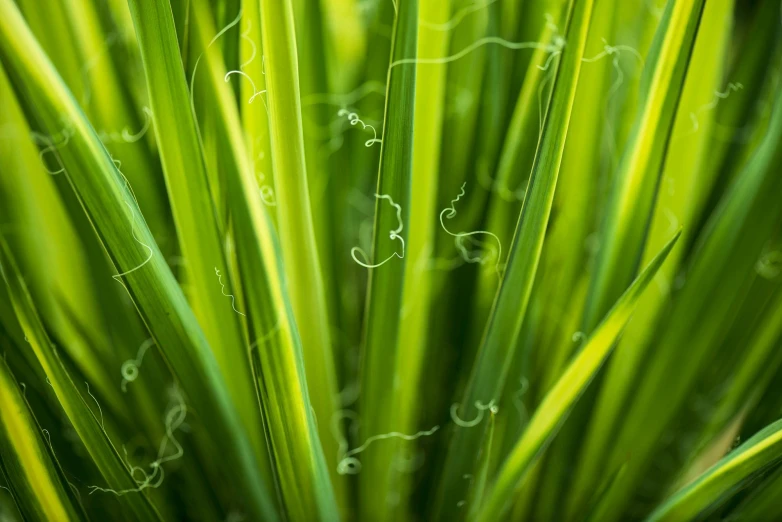a close up of a plant with green leaves, a digital rendering, by Adam Marczyński, pixabay, stylized grass texture, scribbled lines, string theory, rice paddies