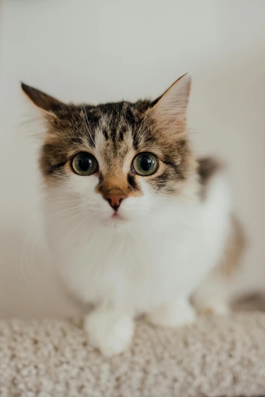 a cat sitting on top of a cat tree, pexels contest winner, short brown hair and large eyes, gif, white, calico