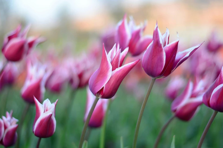 a field of pink tulips with a blurry background, by Tom Bonson, trending on unsplash, grey, performing, hyperrealistic”