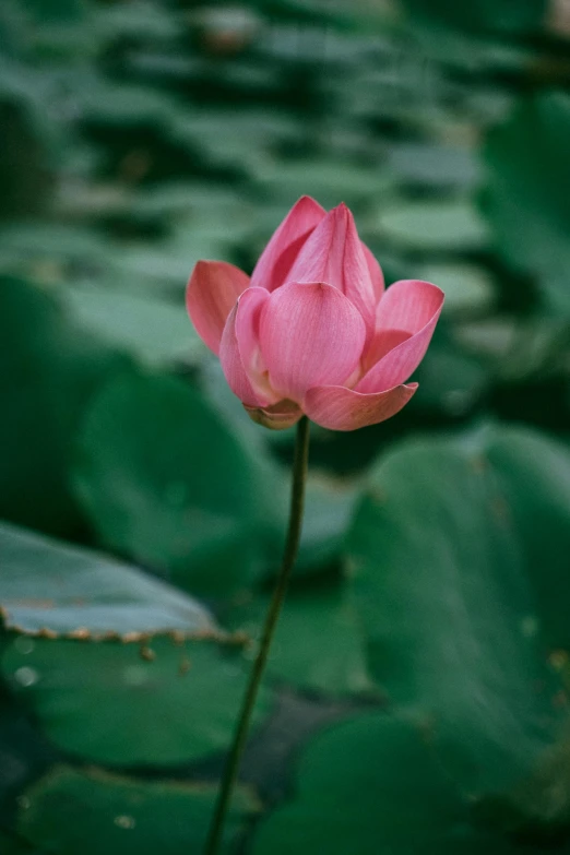 a pink flower sitting on top of a lush green field, inspired by Li Di, unsplash, renaissance, lotus pond, vietnam, upright, mint