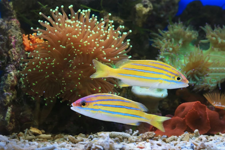 a couple of fish that are swimming in a tank, rainbow corals, orange neon stripes, getty images, bolts of bright yellow fish