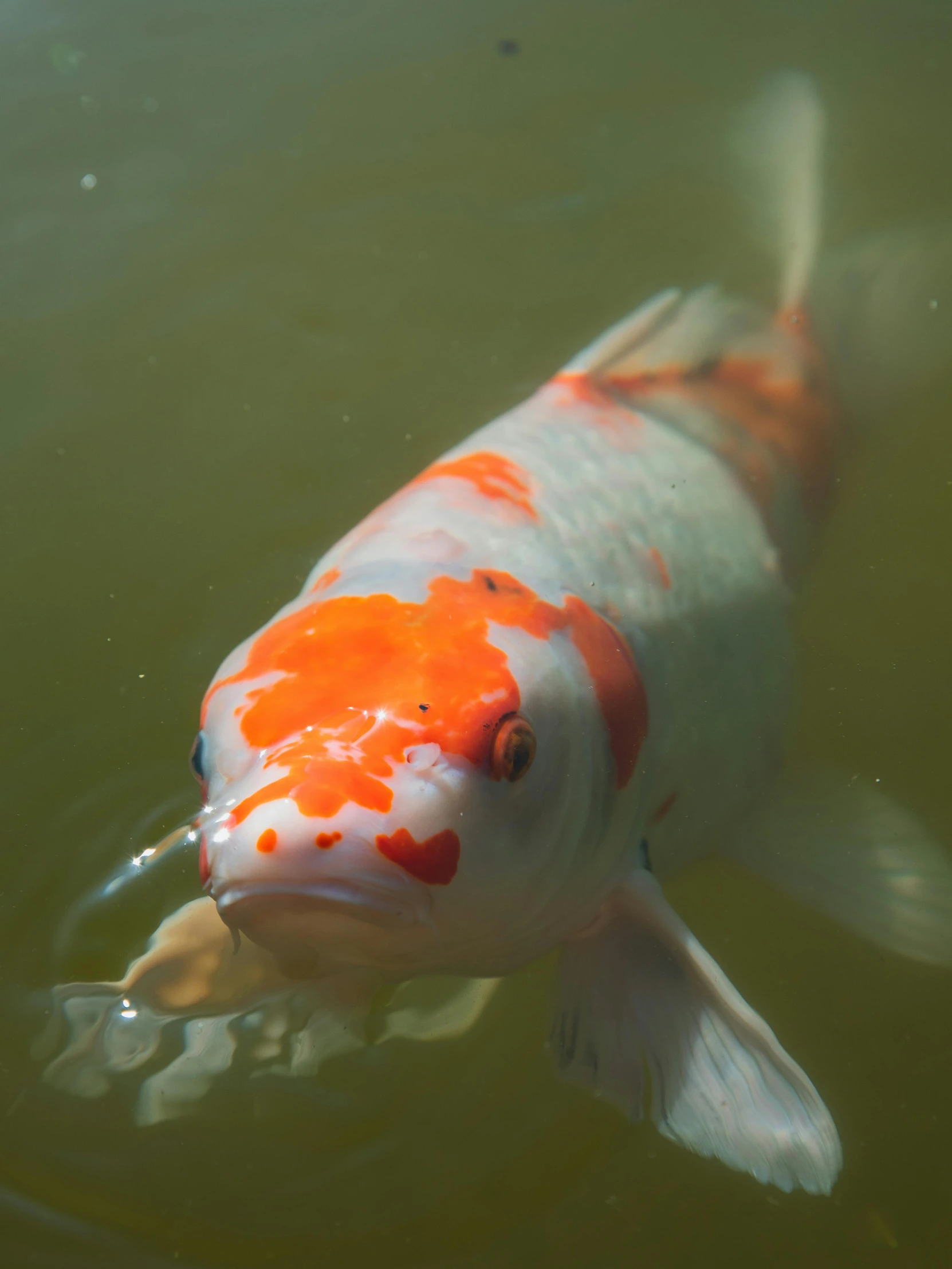 a close up of a fish in a body of water, orange and white, in a pond