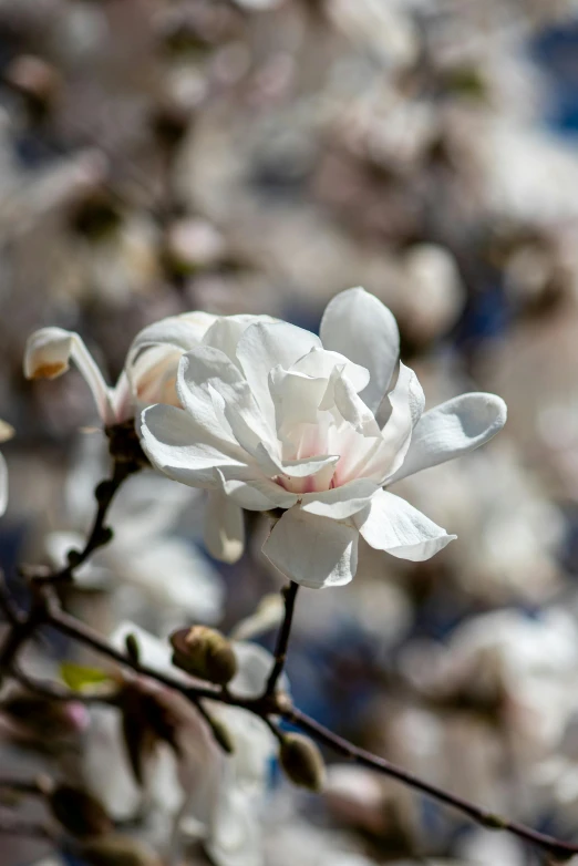 a close up of a white flower on a tree, inspired by Jane Nasmyth, unsplash, renaissance, magnolias, porcelain skin ”
