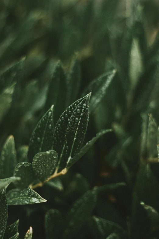 a close up of a plant with water droplets on it, inspired by Elsa Bleda, trending on pexels, hedges, muted green, lo fi, made of leaves