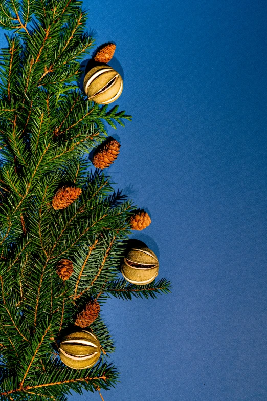 a close up of a pine tree with nuts on it, an album cover, inspired by Ernest William Christmas, pexels, renaissance, with a blue background, organic ornaments, uplit, high resolution product photo