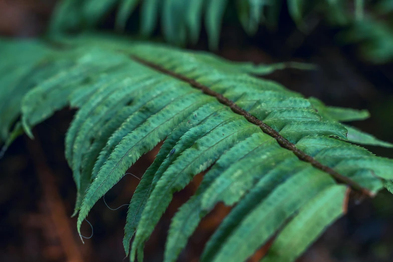 a close up of a fern leaf on the ground, unsplash, hurufiyya, redwood forest, shot on hasselblad, foliage clothing, te pae