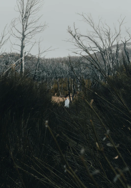 a red fire hydrant sitting on top of a lush green field, inspired by Elsa Bleda, unsplash contest winner, australian tonalism, stood in a spooky forest, birch swamp, walking towards camera, alessio albi