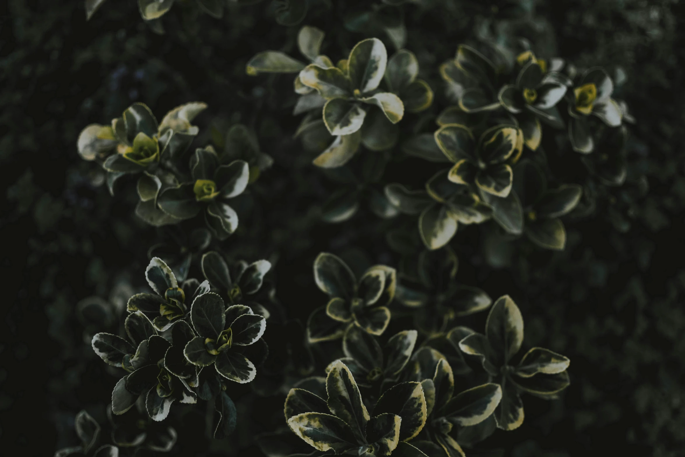 a close up of a plant with green leaves, trending on pexels, dark flower pattern wallpaper, thick bushes, shades of gold display naturally, a high angle shot