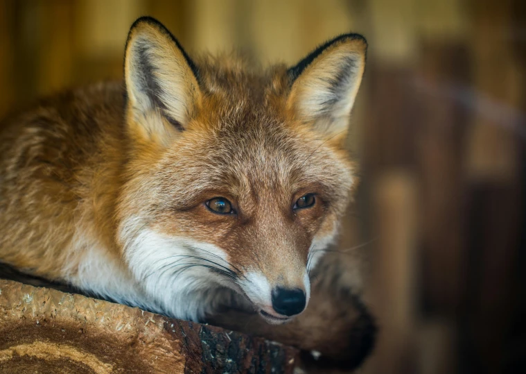 a close up of a fox laying on a log, a portrait, by Adam Marczyński, trending on pexels, sumatraism, fox ears, extremely textured, high quality photo, australian