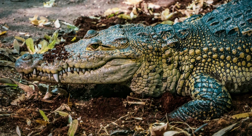 an alligator that is laying down in the dirt, a portrait, by Daniel Lieske, pexels contest winner, hurufiyya, 🦩🪐🐞👩🏻🦳, gardening, highly detailed saturated, lush nature