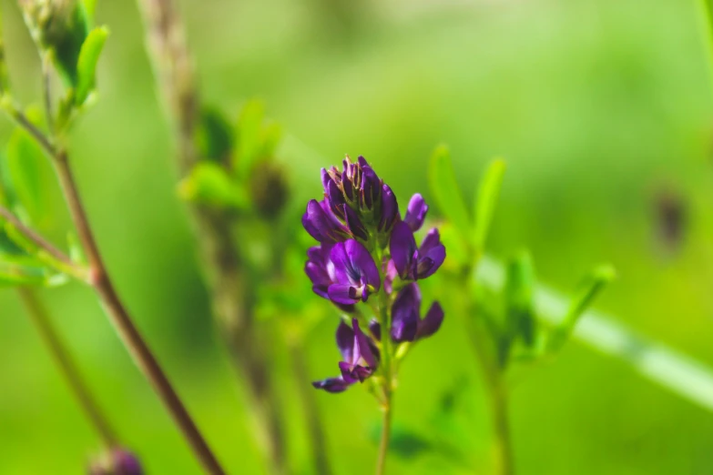 a close up of a purple flower in a field, unsplash, mediumslateblue flowers, herbs and flowers, purple and green, servando lupini