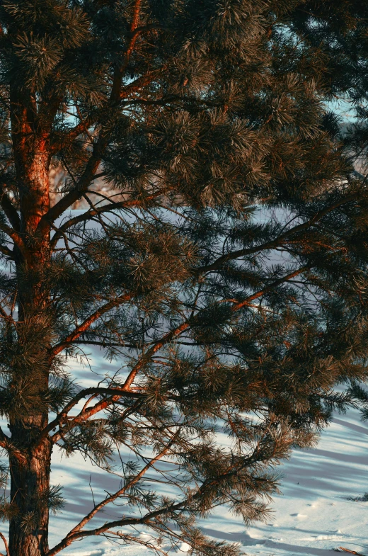 a red fire hydrant sitting next to a tree, a picture, inspired by Ivan Shishkin, unsplash contest winner, evening sky, pine color scheme, soft light - n 9, branches composition abstract