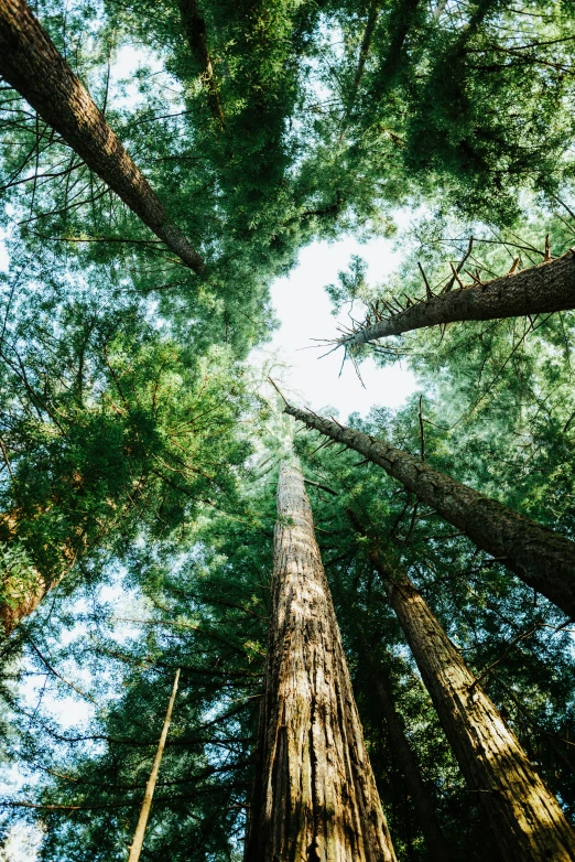 a group of tall trees in a forest, by Winona Nelson, unsplash, epic ultrawide shot, bay area, ((trees)), scientific photo