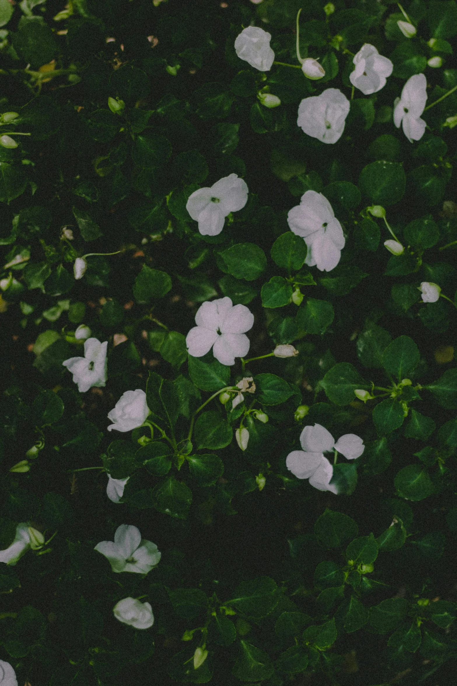 a group of white flowers sitting on top of a lush green field, inspired by Elsa Bleda, trending on unsplash, aestheticism, dark green leaves, high angle shot, white and purple, low quality photo