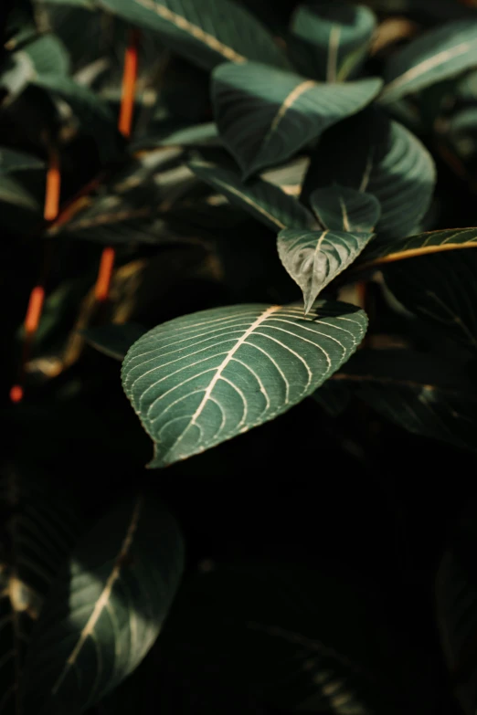 a close up of a plant with green leaves, dark hues, multiple stories, single, shot with sony alpha