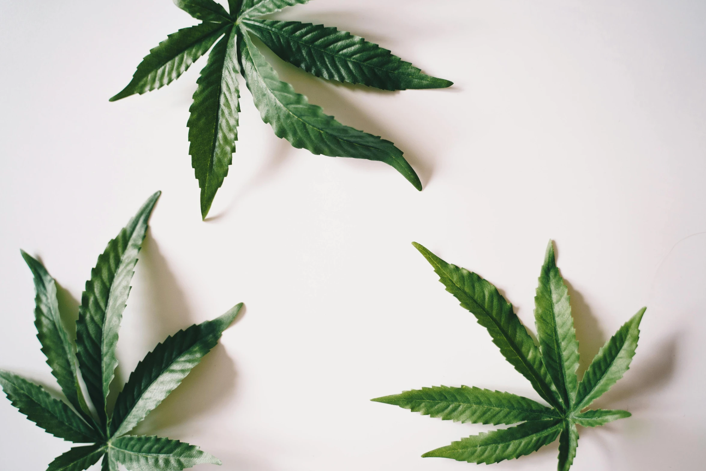 three marijuana leaves arranged in a circle on a white surface, inspired by Mary Jane Begin, trending on pexels, visual art, background image, skincare, big leaf bra, on a white table