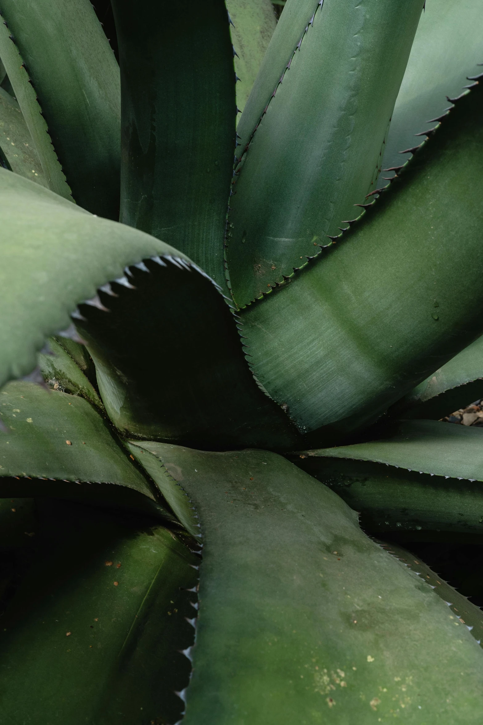 a close up of a plant with green leaves, huge spines, mexico city, highly upvoted, various sizes