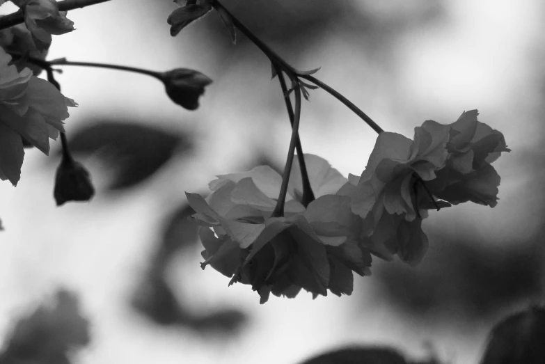 a black and white photo of some flowers, a black and white photo, by Ai-Mitsu, romanticism, sakura kinomoto, low detail, david hardy, in the morning