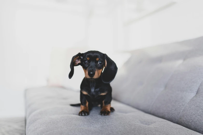 a small black and brown dog sitting on a couch, by Julia Pishtar, pexels contest winner, dachshund, grey ears, smooth tiny details, waving