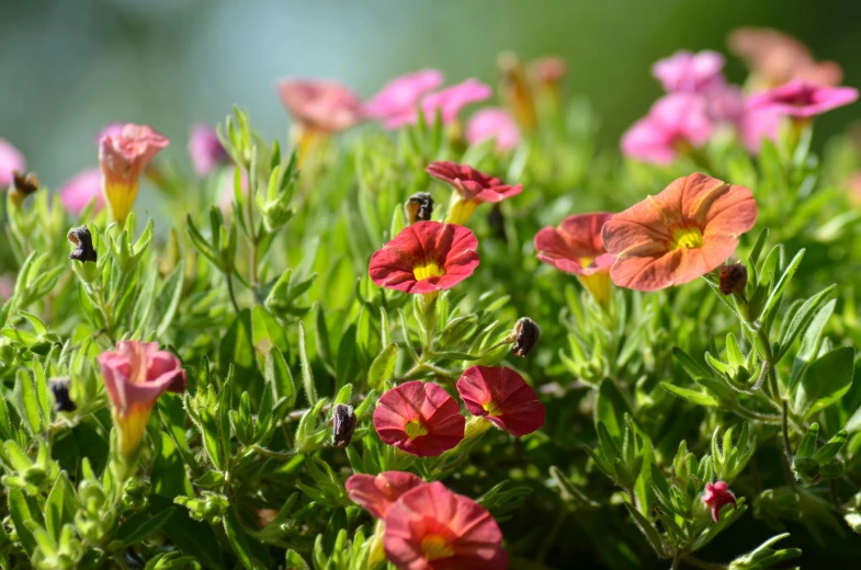 a group of flowers sitting on top of a lush green field, by Jan Tengnagel, pexels contest winner, pink and orange, flax, potted plants, closeup - view