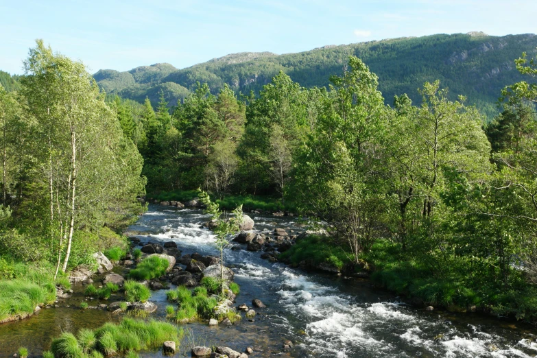 a river running through a lush green forest, by Jørgen Roed, hurufiyya, fjords in background, campsites, thumbnail, hestiasula head