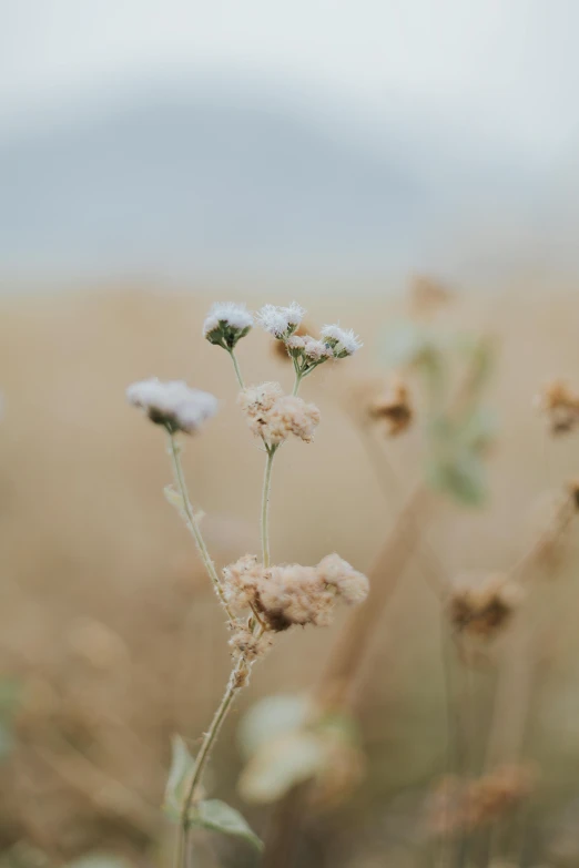 a close up of some flowers in a field, by Attila Meszlenyi, trending on unsplash, romanticism, pale beige sky, empty wheat field, low detailed, unfocused