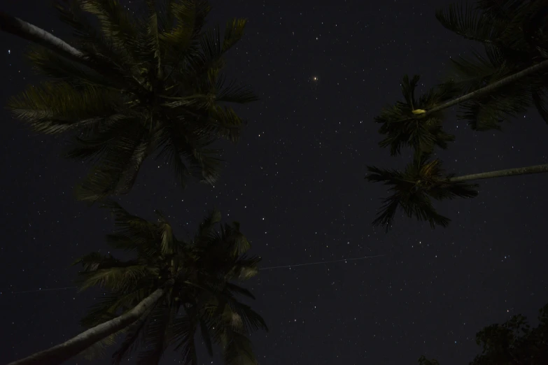 the night sky is full of stars and palm trees, pexels contest winner, realism, 8k detail, backscatter orbs, shooting star, quixel megascan