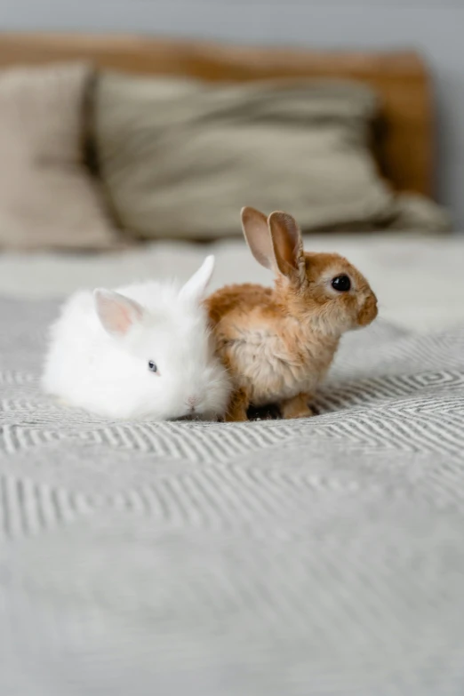 a couple of small rabbits sitting on top of a bed, thick fluffy tail, taken with sony alpha 9, miniature animal, a small