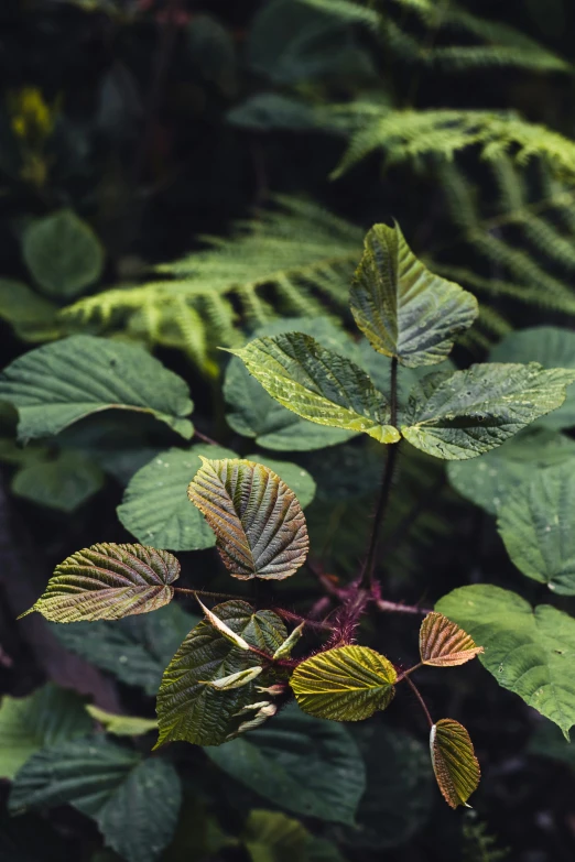 a close up of a plant with green leaves, poison ivy, corduroy, cloud forest, fujicolor sample