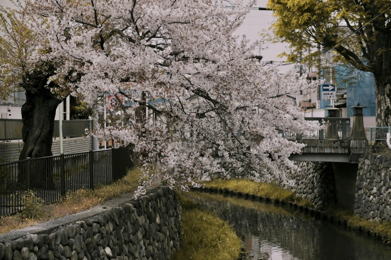 a tree that is next to a body of water, inspired by Miyagawa Chōshun, unsplash, sōsaku hanga, vintage footage on tokyo streets, white blossoms, 2 0 2 2 photo, canals