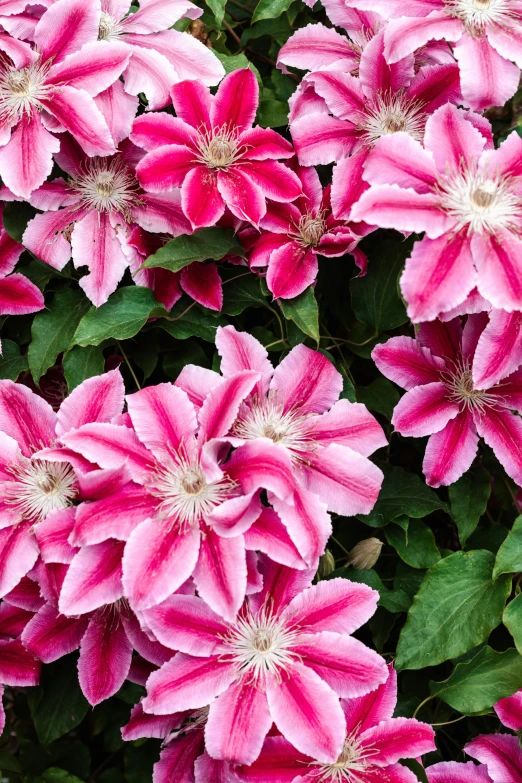 a bunch of pink flowers with green leaves, a colorized photo, by Dave Melvin, unsplash, arabesque, clematis like stars in the sky, red and white flowers, made of glazed, front closeup