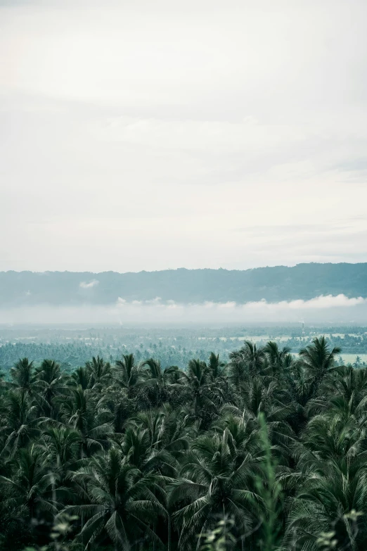 a group of palm trees sitting on top of a lush green hillside, trending on unsplash, sumatraism, mist below buildings, panorama distant view, philippines, background image