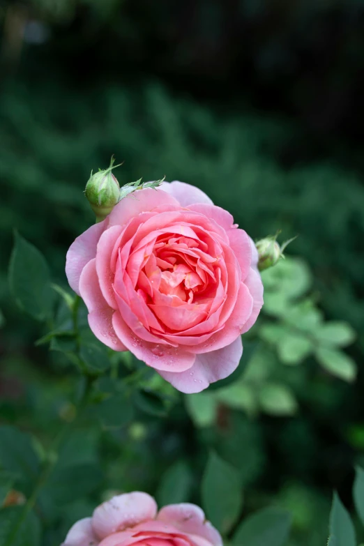 a couple of pink roses sitting next to each other, lush surroundings, paul barson, photo of a rose, no cropping