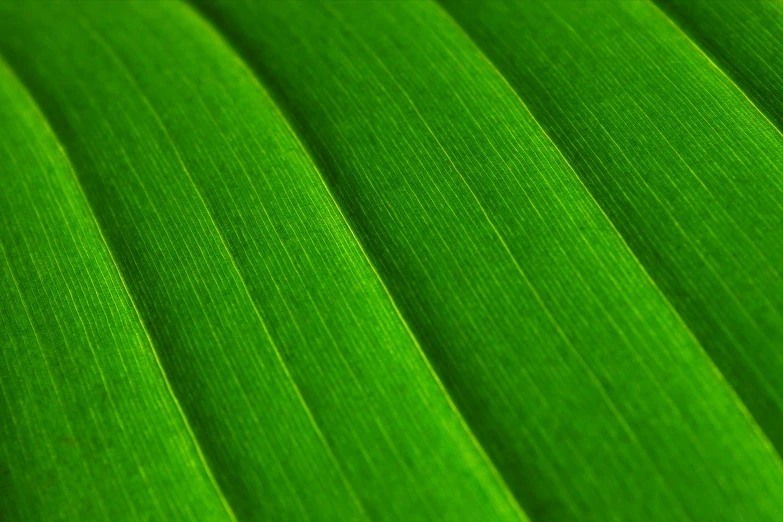 a close up view of a green leaf, by Jan Rustem, curved, high quality detail, bamboo, ultra high quality