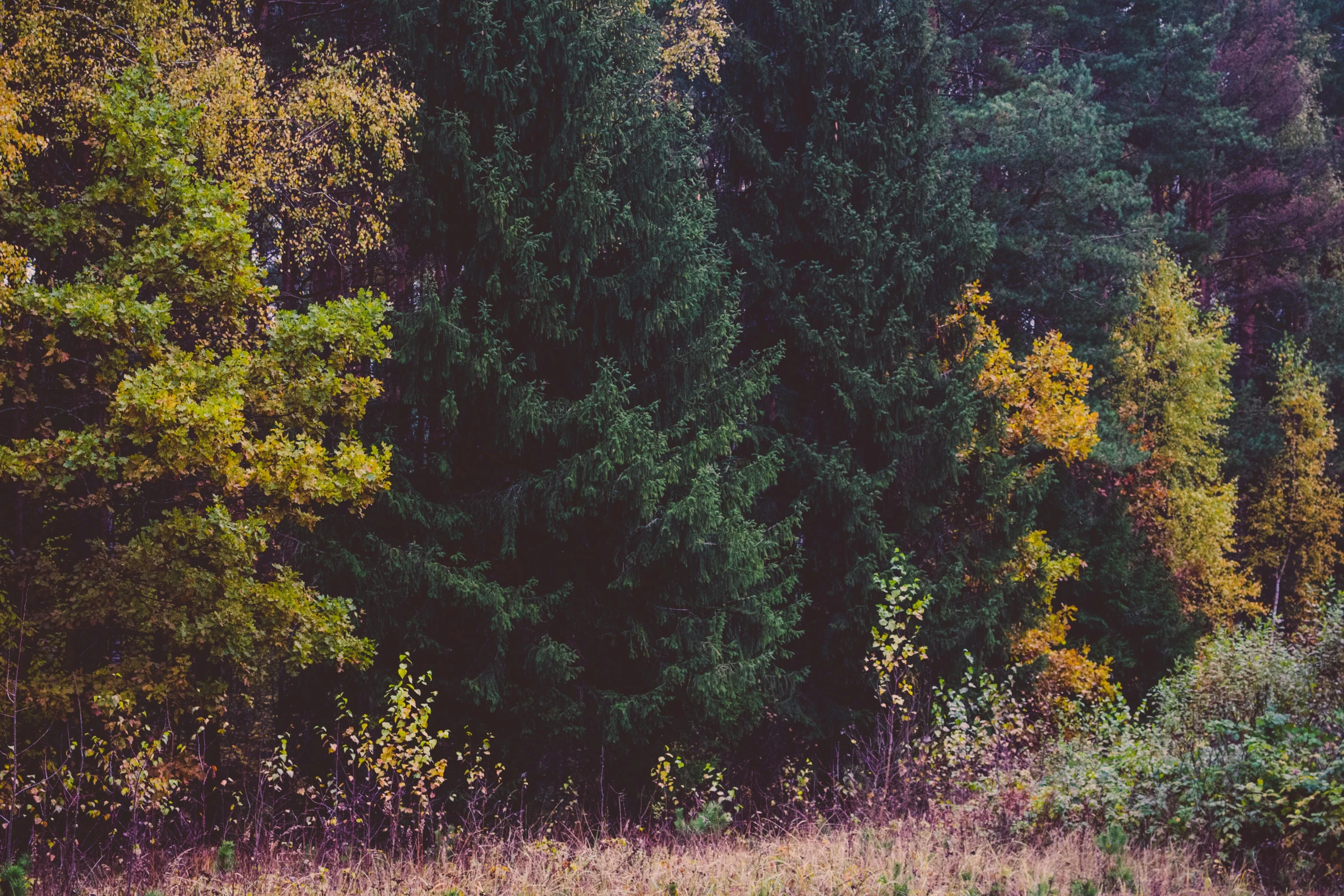 a herd of cattle grazing on top of a lush green field, an album cover, inspired by Elsa Bleda, unsplash, naturalism, withering autumnal forest, black fir, ((trees)), miniature forest